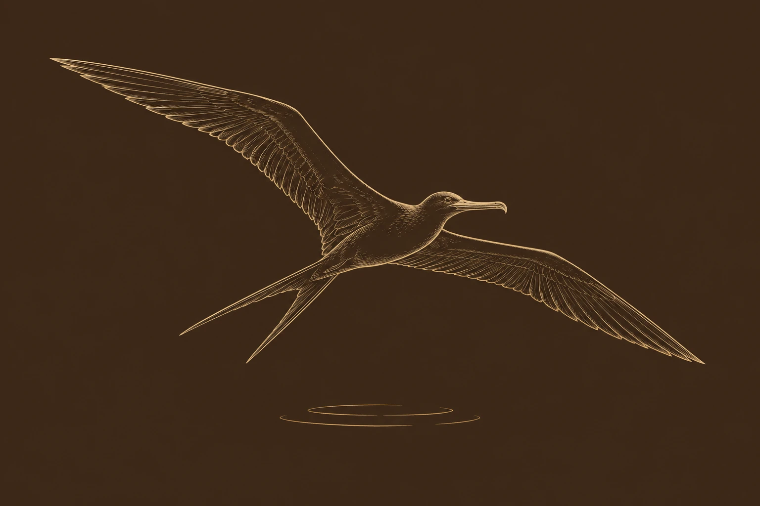 Frigatebird